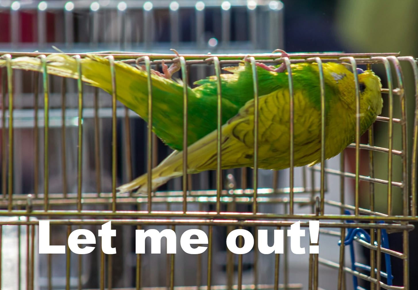 a couple of birds that are inside of a cage